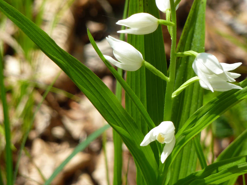 Wandern H&uuml;ttentour Kaisergebirge Wilder Kaiser Zahmer Kaiser Hans Berger Haus Wanderf&uuml;hrer Erlebnis Berg Kufstein Ellmau